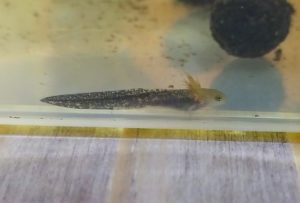 Healthy Tylototriton ziegleri larva