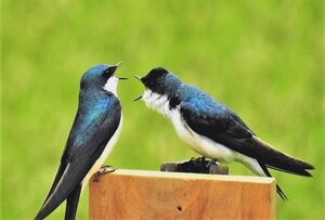 Read more about the article The Genesis of “In the Spring of Coronavirus