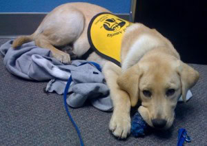 Ace Chewing on Toy In My Office