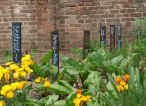 003 Blandford Museum Root crops and labels 1