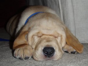 Derby the lab wants to be a sharpei