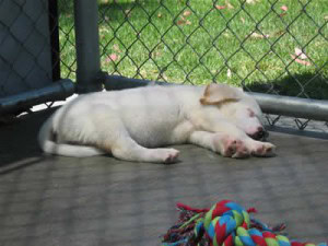 Labrador Retriever Chow-mix