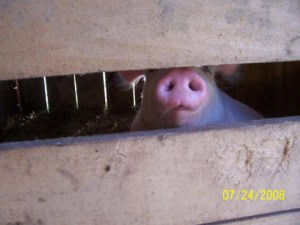 Pink Poking His Nose