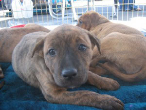 Diversão e emoção no OC Market Place Pet Days