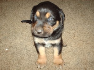 Black and Tan Lab Puppy