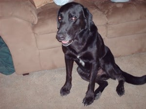 Black Lab