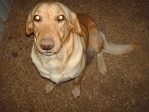 Yellow Lab