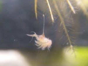 Hydra after capturin an adult Artemia salina