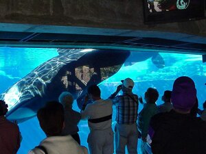 orca seaworld6bg_112699