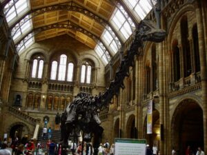 FHC Sprachreisen - Natural History Museum London 2