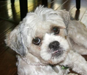 Lhasa Apso Mix