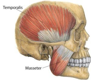 Chewing muscles
