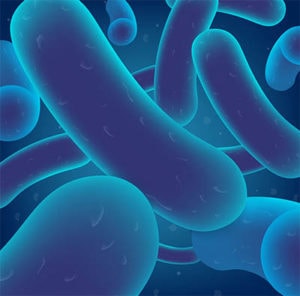 Oral bacteria