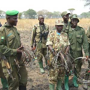 An anti poacher ranger patrol displaying 32 snares captured while on patrol.