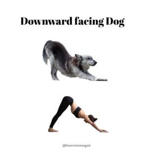downward facing dog pose yoga