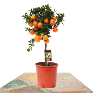 cuida el árbol de mandarina