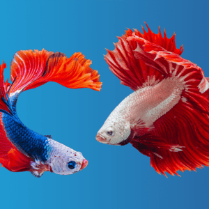 Die Bedeutung der Fische in den Lenormandkarten
