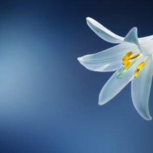 Die Bedeutung der Lilien beim Kartenlegen mit den Lenormandkarten