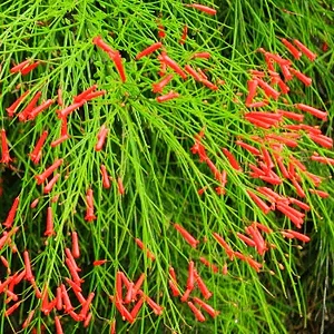 firecracker bush