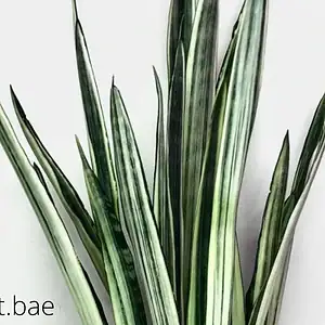 Sansevieria Bantel S Sensation Care The Definitive Guide