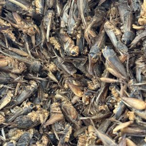 Krekels / krekel stukjes