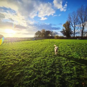 Hondentuin abonnementen