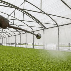 Watering Tomato Seedlings with Monsoon