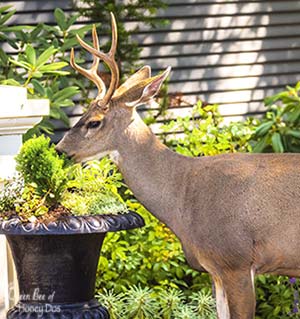 Plants Deer Love to Eat - feature