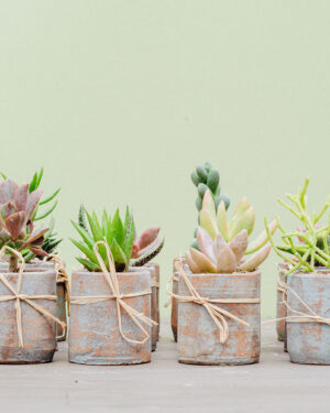Suculentas para eventos