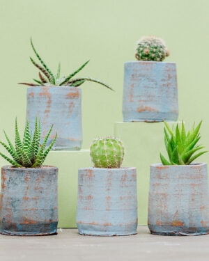 Colección 3 suculentas + 2 cactus