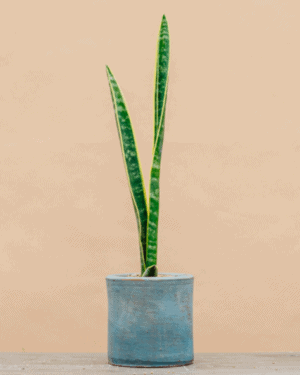 Sansevieria chica