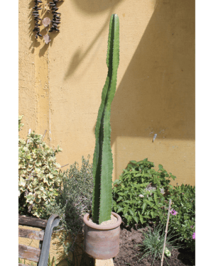 EUPHORBIA  1,15 MT