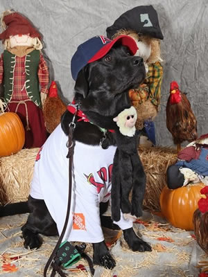 Dog Costume - Stetson the Angel Fan