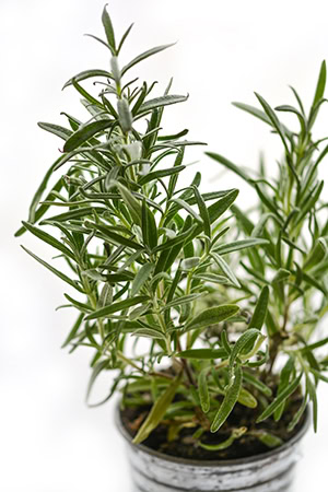 Grow your own rosemary