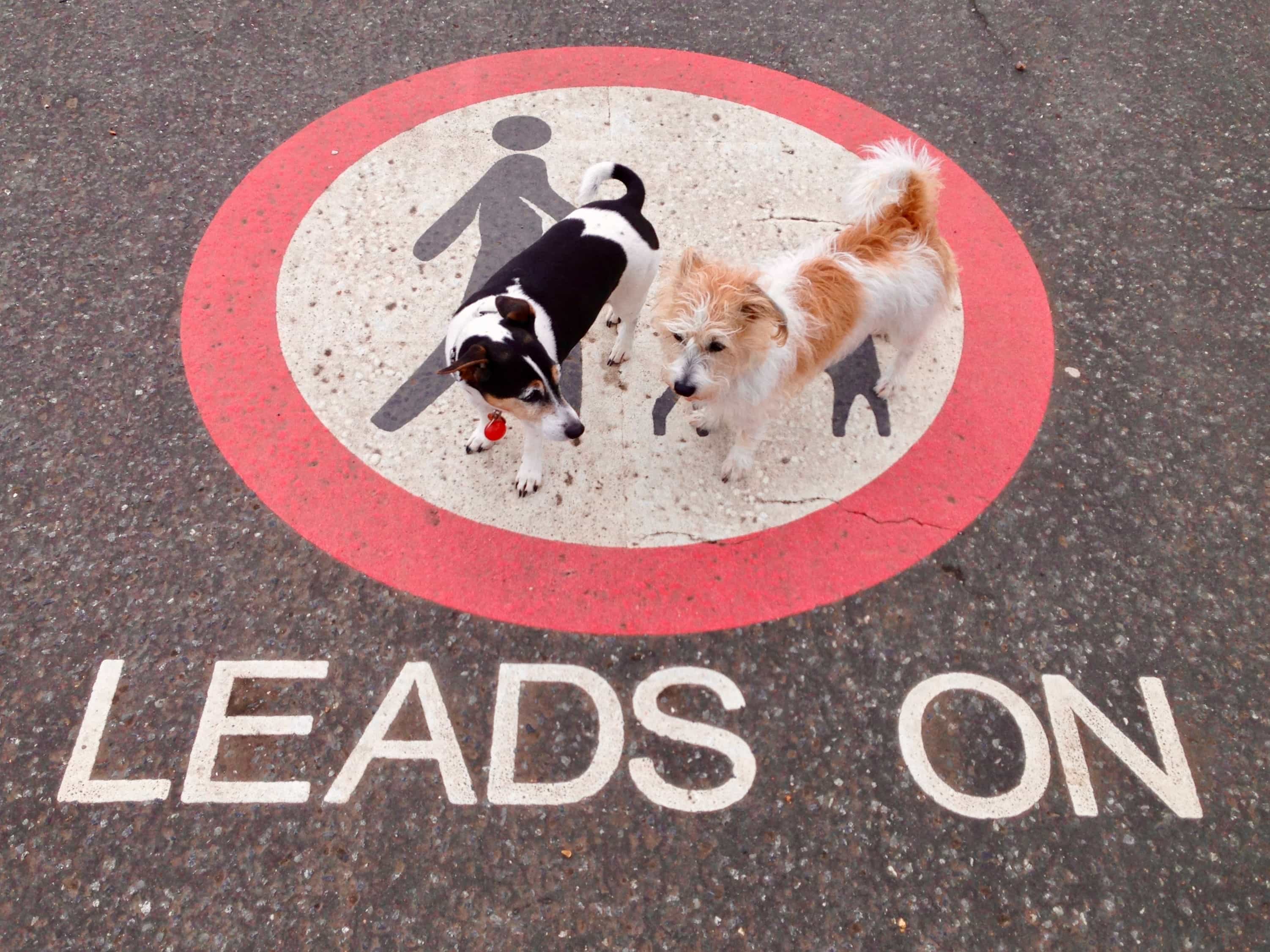 No Leads, by Nathan Thomas Jones