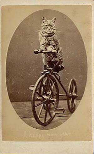 Photograph of a cat sitting on a tricycle with "A Happy New Year". From Harry Pointer's Brighton Cats, public domain.