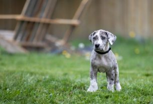 Great Danes of the Ozarks' Devin Harris Joplin