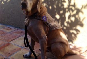 Jarrett Otto Gimbl Explores the Unique Bond Between Veterans and Their Service Dogs