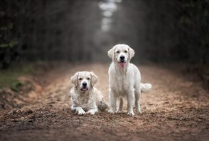 The Pride Dog Food Protein Powerhouses