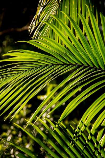 Palm, Bangalow Palm, Frond