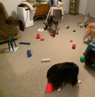 Activity Toys For Dogs During Halloween