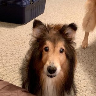 Sheltie Lady soliciting attention 