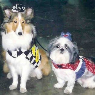 Shih Tzu China Dog Costumes