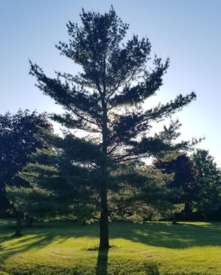 Keeping Your Landscape Healthy