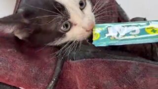 USTALARIN UZUN UĞRAŞLARI SONUCUNDA KURTARILAN YAVRU KEDİ, SÜRÜCÜ TARAFINDAN VETERİNERE GÖTÜRÜLEREK MUAYENE ETTİRİLDİ VE MAMA VERİLDİ.