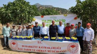 AYDIN’IN VERİMLİ TOPRAKLARINDA YETİŞEN TAZE İNCİRİN EN ERKEN HASAT EDİLDİĞİ YER OLAN BUHARKENT’TE İNCİR HASAT SEZONU BAŞLADI.