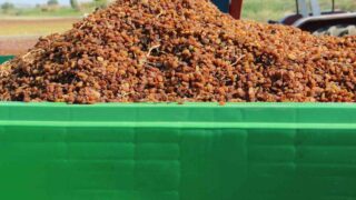 MANİSA’NIN SARUHANLI İLÇESİNDE ORGANİK ÜZÜM ÜRETİMİNİ GELİŞTİRMEK AMACIYLA HAYATA GEÇİRİLEN "ORGANİK ÜZÜMÜN BOX’TA BAŞIM RAHATTA" PROJESİ KAPSAMINDA 113 ÜRETİCİYE 650 ADET ÜZÜM BOX’I DAĞITILDIĞI AÇIKLANDI. BOX’LARIN HASAT, DEPOLAMA VE NAKLİYE SÜREÇLERİNDE ÜRETİCİLERE KOLAYLIK SAĞLADIĞI BELİRTİLDİ.