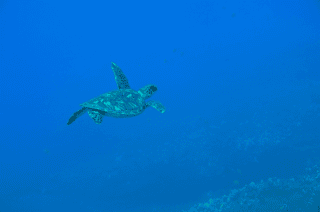 Green Sea Turtle Feeling Free