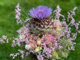 Blumenstrauß mit Artischocke Sommerblumen Distel - Kontakt