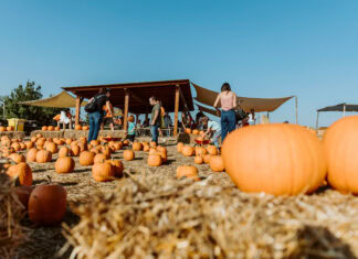 Il Pumpkin Patch più grande di Roma con centinaia di zucche